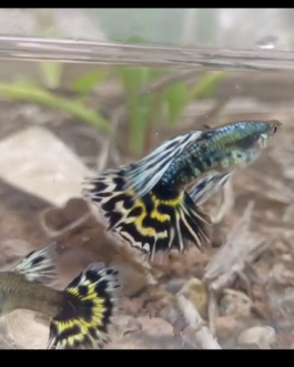 Yellow Mosque Ribbon Guppy(1 Pair)